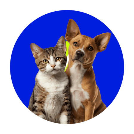 Mascotas